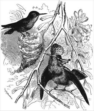 Описание: Файл:Descent of Man fig48.jpg