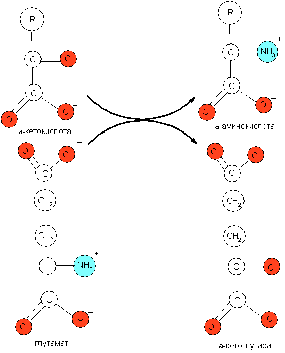 Аминирование кетокислот