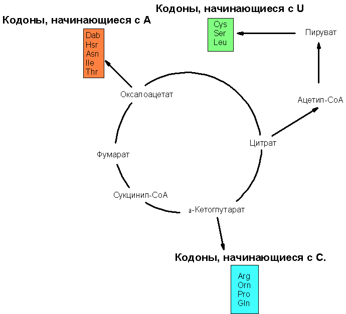 Цикл Кребса и биосинтез аминокислот