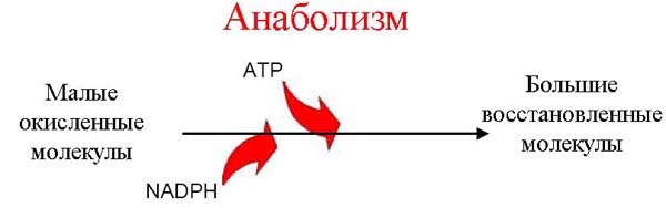 Анаболизм