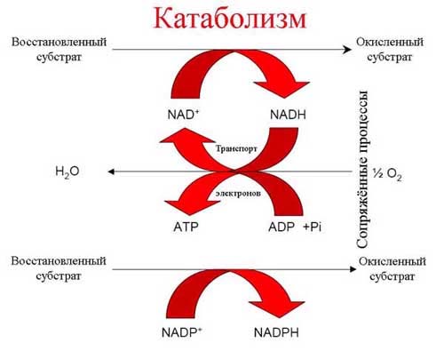 Катаболизм