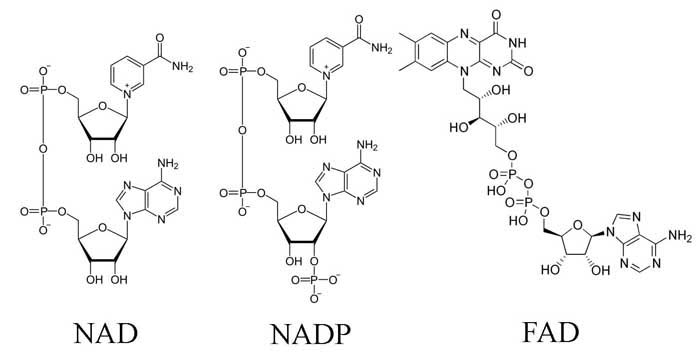Универсальные переносчики электронов и водорода