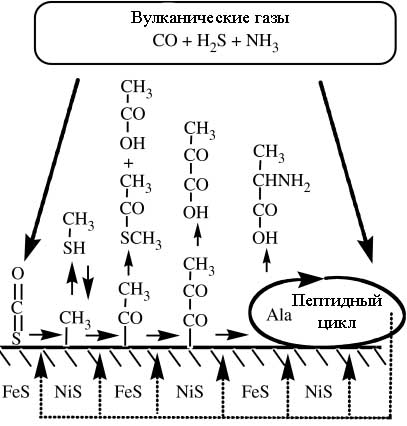 Объединение реакций в метаболические пути