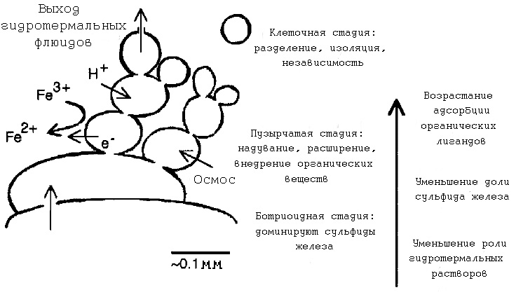 Стадии эволюции компартментов