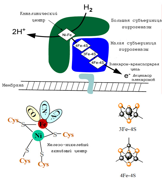 Структура Fe-Ni гидрогеназы
