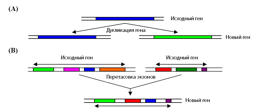 Образование новых генов