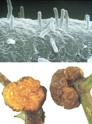 Agrobacterium tumefaciens      ,   Ti-          (  ).   ,    ,         (  ),     ,      .   Ti-   ,          ,         (   www.genomenewsnetwork.org  oregonstate.edu)