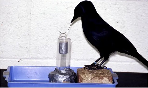 Люди считают себя особенными и неповторимыми. Мы измеряем коэффициент своего интеллекта, гордимся количеством извилин и уникальных областей мозга.-2