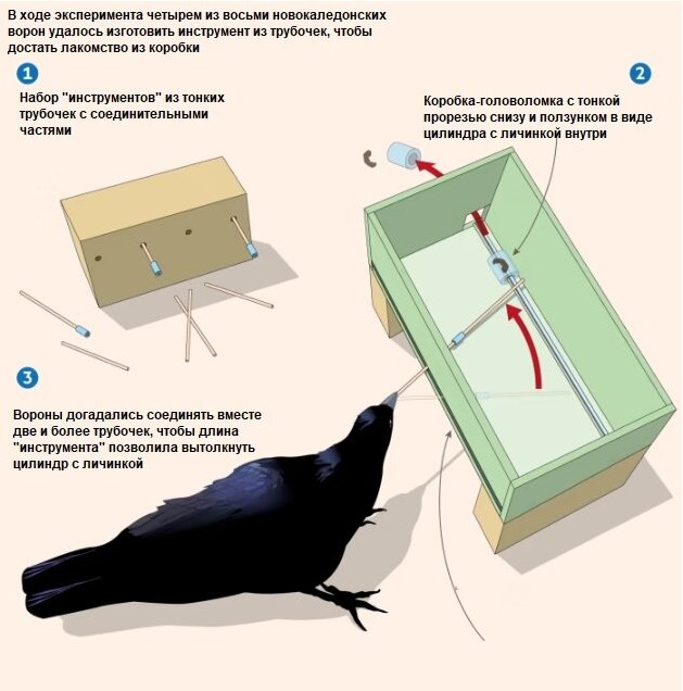 Люди считают себя особенными и неповторимыми. Мы измеряем коэффициент своего интеллекта, гордимся количеством извилин и уникальных областей мозга.-3