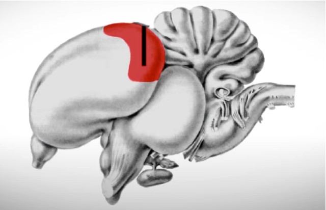 Каудолатеральный нидопаллий