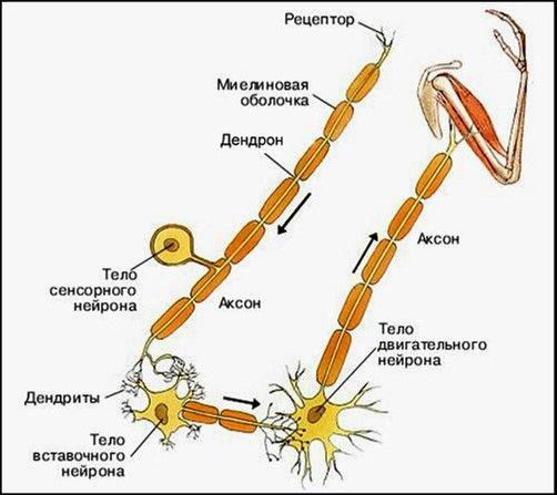 Cхема взаимодействия нейронов и мышц руки живого организма Cхема взаимодействия нейронов и мышц руки живого организма