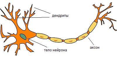 Внешний вид нейрона Внешний вид нейрона