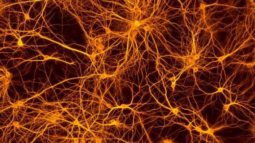 Нейронная сеть. Нейронная сеть.