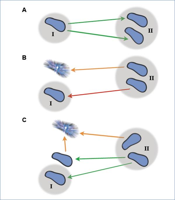 Уровень потерь при воспроизводстве кишечной палочки чрезвычайно мал: даже при активном делении он всего в 2,5–3 раза больше абсолютно необходимого минимума. (Иллюстрация Jeremy L. England.)