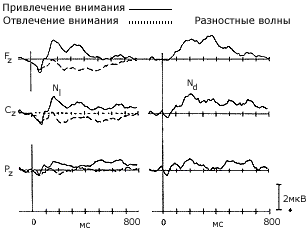 © Hillyard S.A., Kutas M. Electrophysiology of cognitive processing // Annual review of psychology. 1983. Vol. 34. №1. P.33-61. рисунок