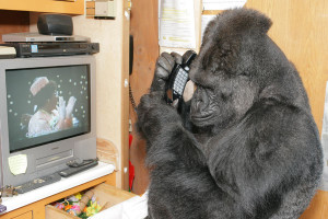 Горилла Кого разговаривает по телефону