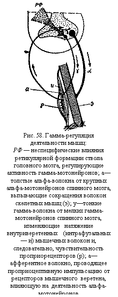 :  
. 58. - - :
       - ,   -;  -   -  , -   -  ();  -   -  ,   -    -    (  ) -  , ,      ();  ,        ,     -
