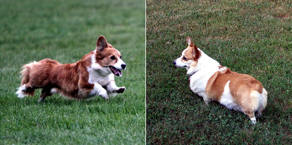 Корги Корги