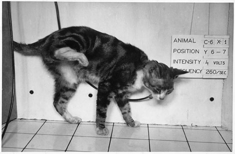 Стимуляция определенной области мозга посредством вживленного электрода заставляет кошку поднимать заднюю лапу. По словам Дельгадо, животное не проявляло никаких признаков дискомфорта в ходе подобных экспериментов, проводившихся в начале 50­х гг.